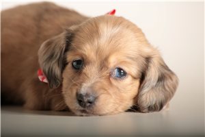 Caroline - puppy for sale