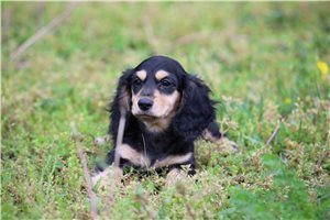 Delphine - Dachshund, Mini for sale