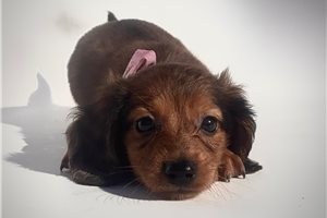 Marlena - Dachshund, Mini for sale