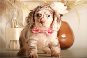 Cynthia - puppy for sale