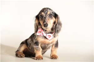 Hope - Dachshund, Mini for sale