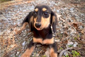Connie - Dachshund, Mini for sale
