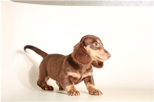 Chadwick - Dachshund, Mini for sale