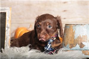 Chase - Dachshund, Mini for sale