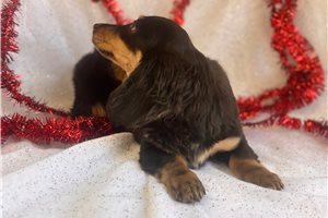 Kenneth - Dachshund, Mini for sale