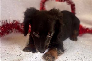 Bridget - Dachshund, Mini for sale