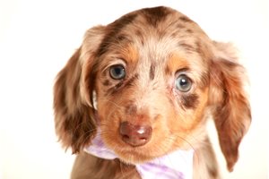 Wren - puppy for sale