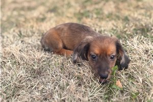 Brianna - Dachshund, Mini for sale