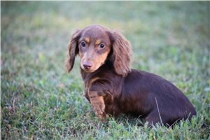 Ayla - Dachshund, Mini for sale