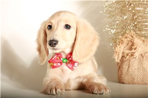 Wisdom - Dachshund, Mini for sale