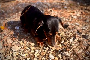 Emmett - Dachshund, Mini for sale