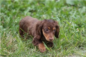 Rowan - Dachshund, Mini for sale