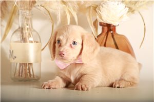 Chloe - puppy for sale