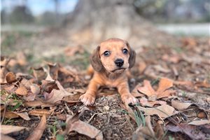 Lolita - puppy for sale