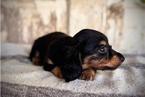 Abby - puppy for sale