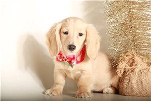 Wendy - Dachshund, Mini for sale