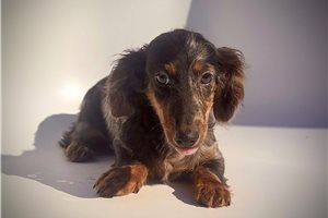 Draco - Dachshund, Mini for sale