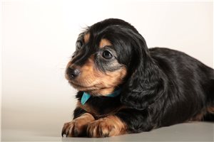 Nina - puppy for sale