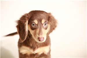 Carl - puppy for sale