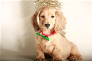Whitney - Dachshund, Mini for sale