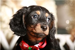 Basha - Dachshund, Mini for sale