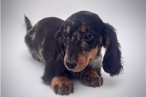 Josiah - Dachshund, Mini for sale