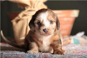 Sansa - Dachshund, Mini for sale