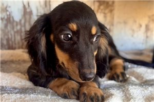Forest - Dachshund, Mini for sale