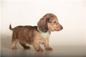 Allie | Puppies For Sale at Pawrade