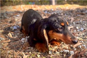 Elmo - Dachshund, Mini for sale