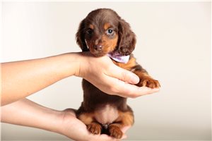 Faith - puppy for sale