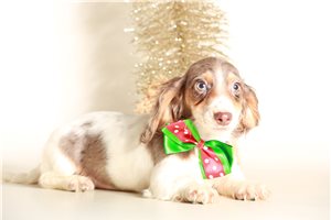 Winnie - Dachshund, Mini for sale