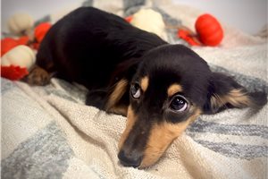 Aaron - Dachshund, Mini for sale