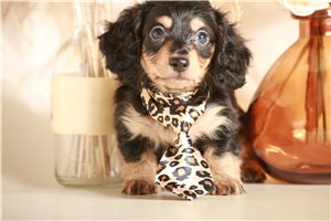 Chet - puppy for sale