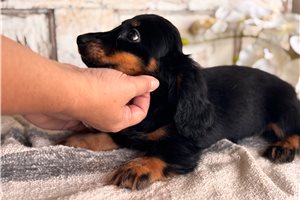 Elliot - Dachshund, Mini for sale