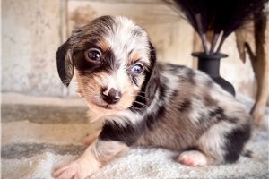Josephine - puppy for sale