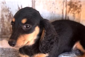 Farrah - Dachshund, Mini for sale