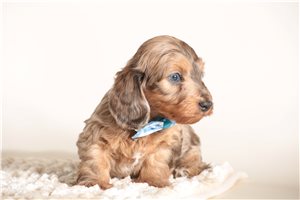 Enola - puppy for sale