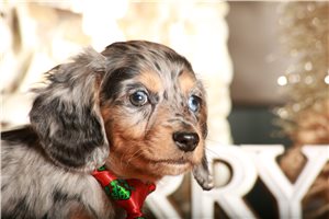Bantam - Dachshund, Mini for sale