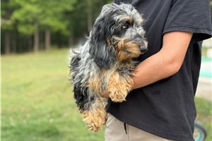 Blanche - Dachshund, Mini for sale