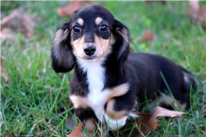 Molly - puppy for sale