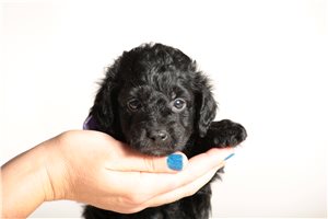 Charlotte - Doxiepoo for sale