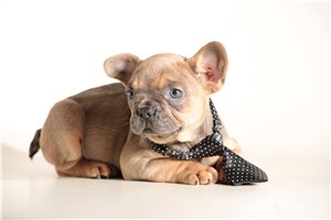 Karter - French Bulldog for sale