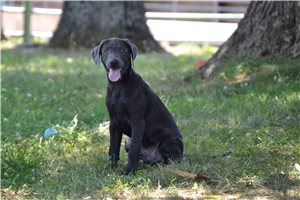 Blaine - Labrador Retriever for sale