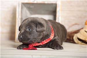 Squatch - Labrador Retriever for sale