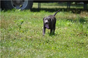 Babe - Labrador Retriever for sale