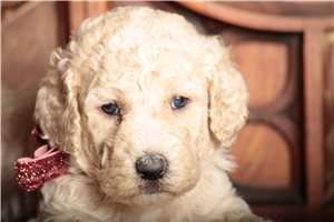 Saffron - Poodle, Standard for sale