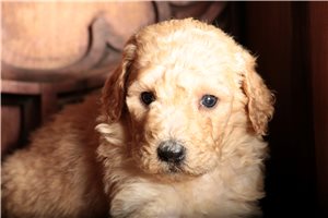 Sally - Standard Poodle for sale