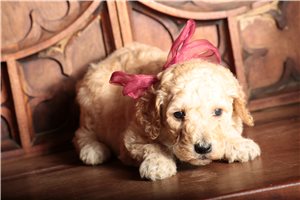 Sadie - Poodle, Standard for sale
