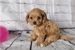 Joyce - puppy for sale